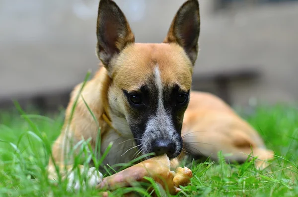 Comer perro —  Fotos de Stock