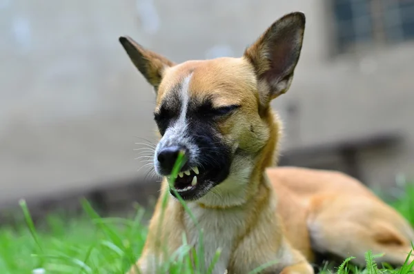 Comer cão — Fotografia de Stock