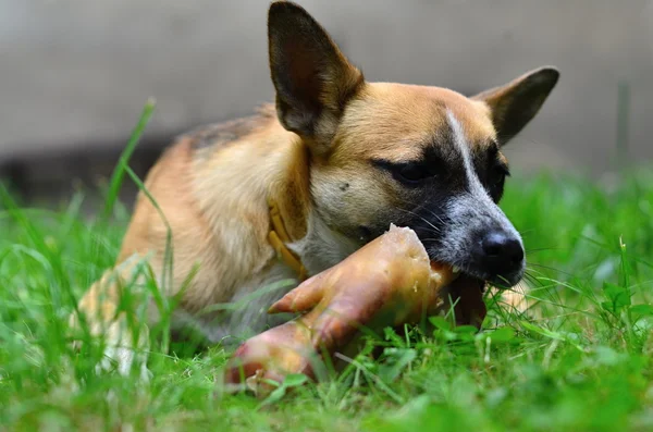 Comer cão — Fotografia de Stock