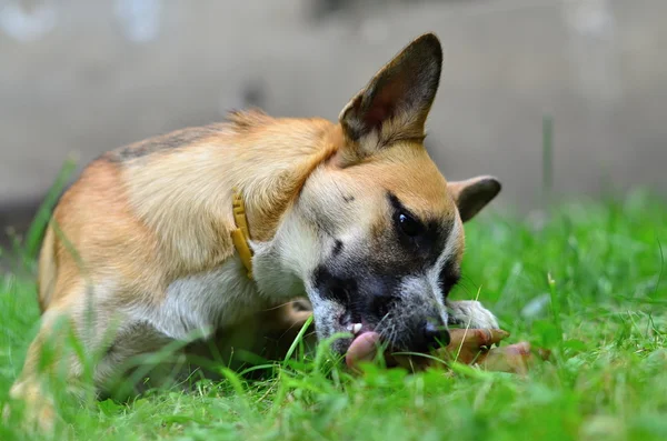 Hond eten — Stockfoto