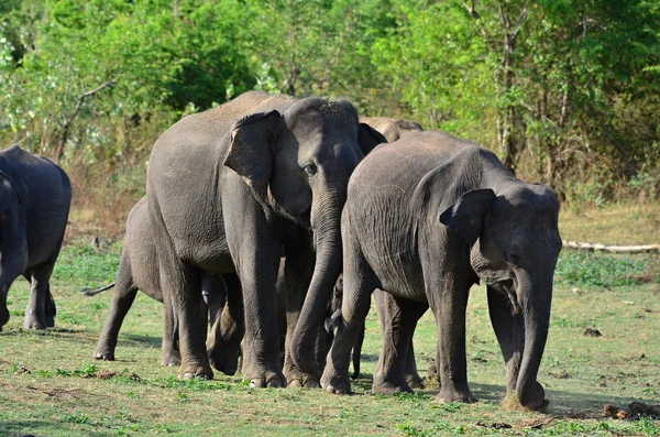 Olifant — Stockfoto