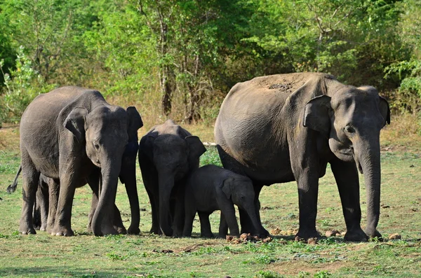 Elefant — Stockfoto