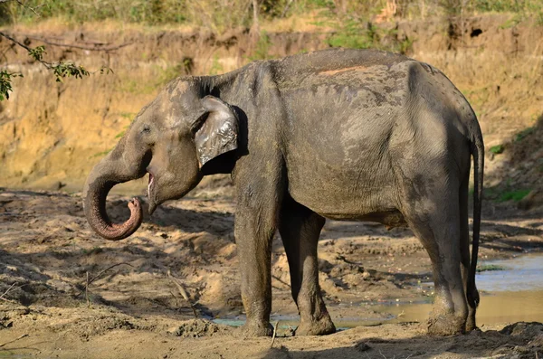 Wilder Elefant — Stockfoto