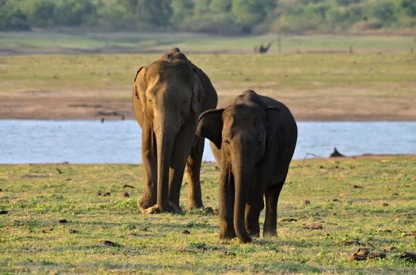 Elefant — Stockfoto