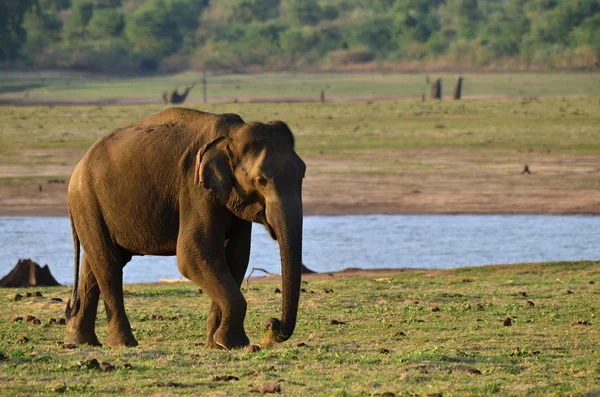 Elefant — Stockfoto