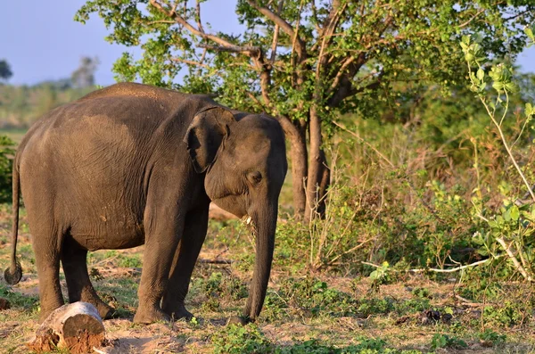 Elefant — Stockfoto