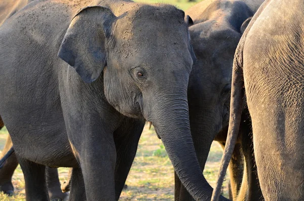 Elephants — Stock Photo, Image