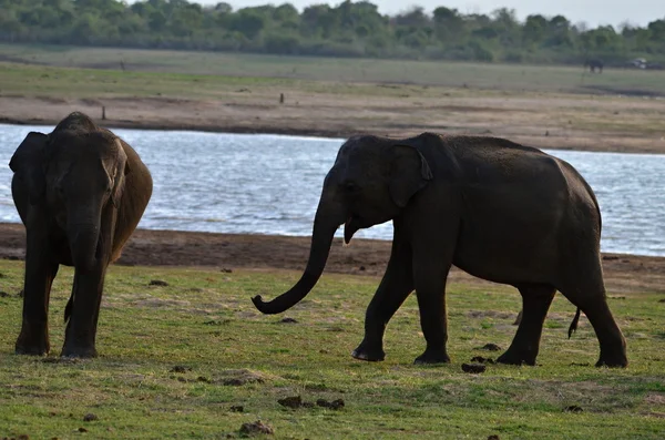 Elefant — Stockfoto