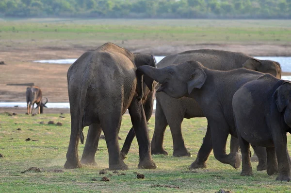 Olifant — Stockfoto