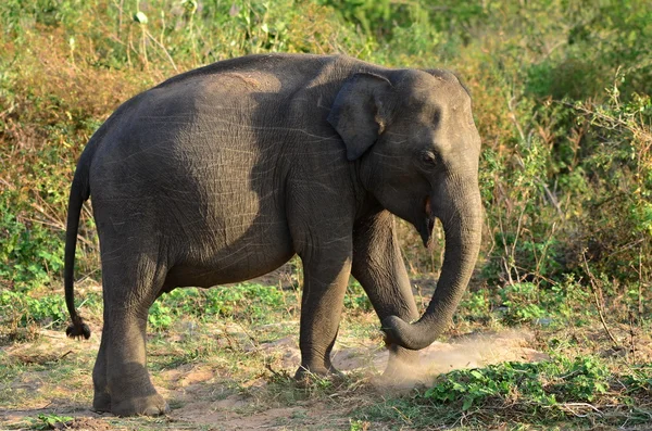 Sri Lanka — Zdjęcie stockowe