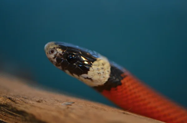 Serpiente y ratón — Foto de Stock