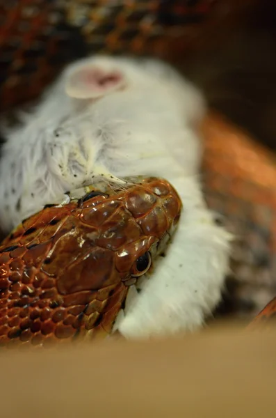 Snake and mouse — Stock Photo, Image