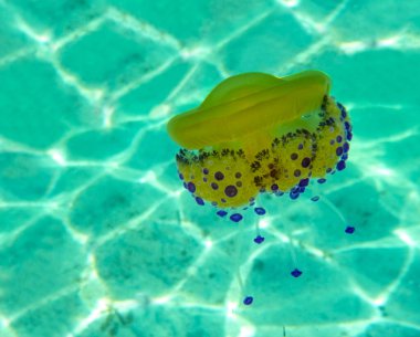 Suyun altındaki denizanası manzarası