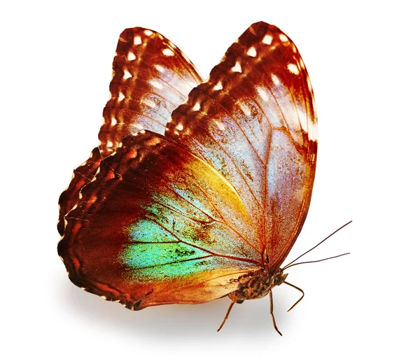 色の白で隔離される蝶モルフォ — ストック写真