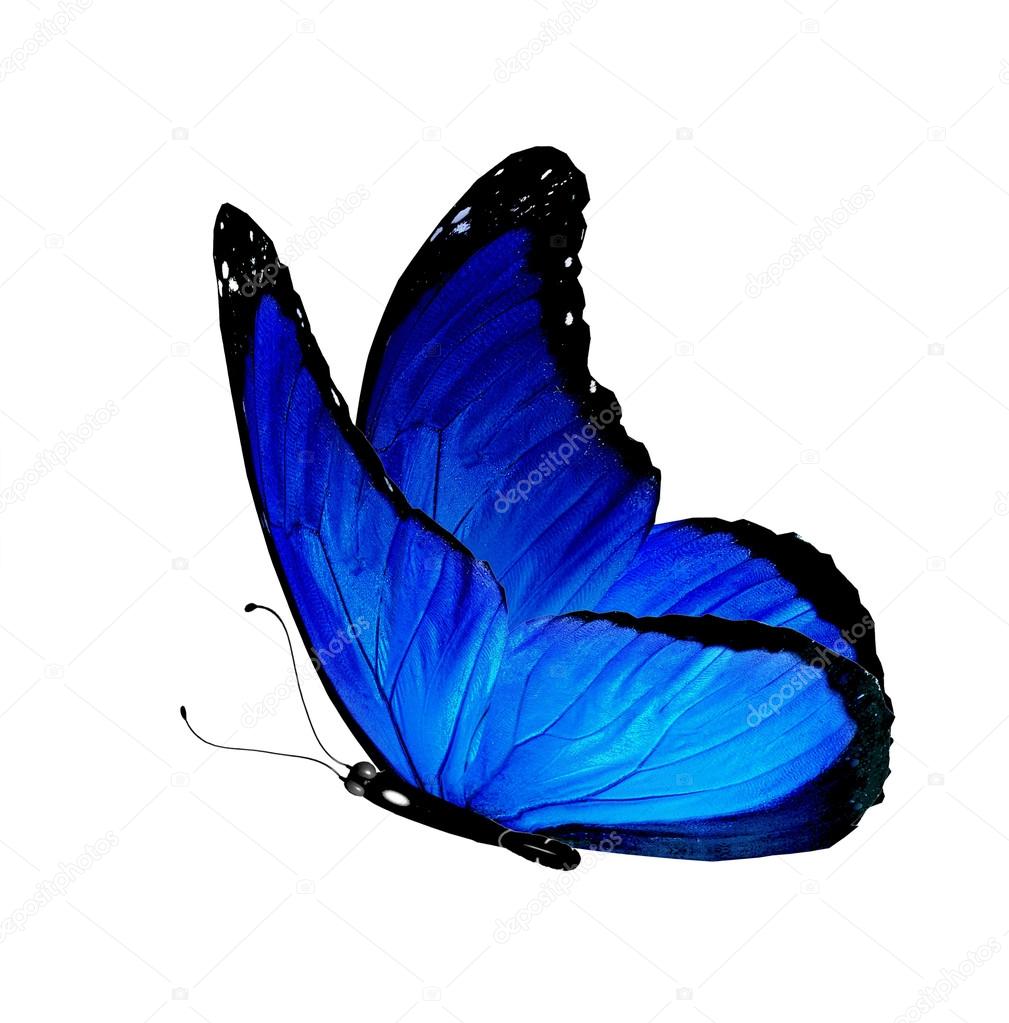 Blue Fake Butterfly Isolated White Background Stock Photo 469480154
