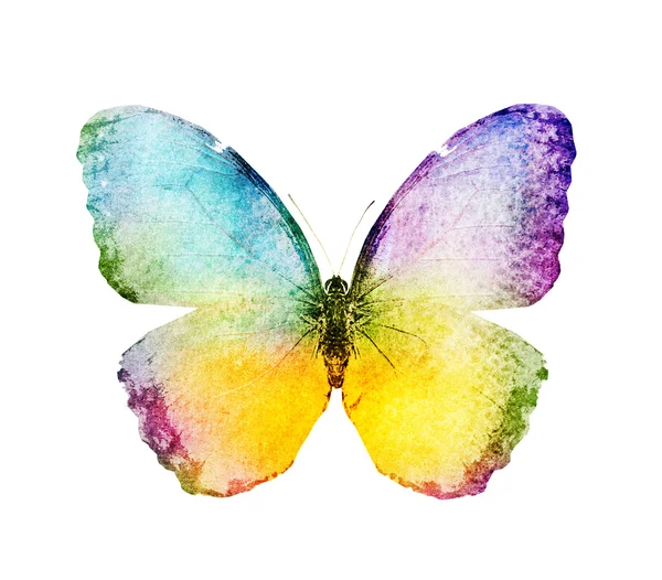 Watercolor butterfly , isolated on white — Stock Photo, Image