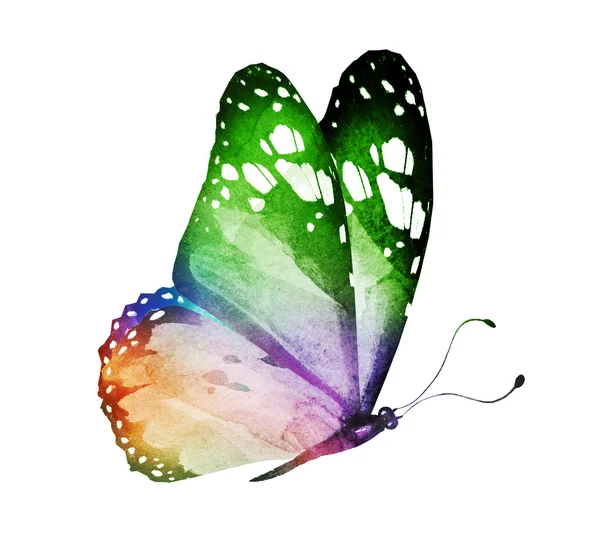 水彩的蝴蝶，白色上孤立 — 图库照片