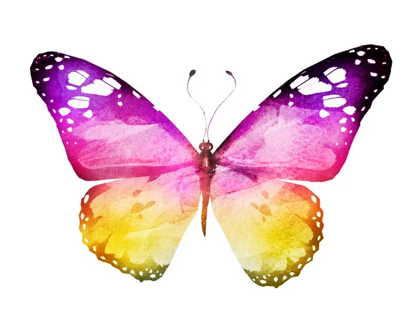 Акварель метелик, ізольований на білому — стокове фото