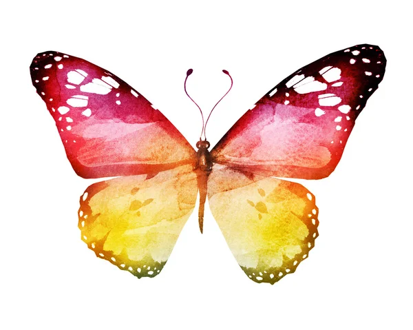 Watercolor butterfly , isolated on white — Stock Photo, Image