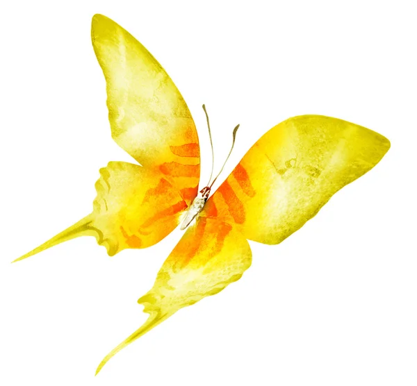 Mariposa acuarela, aislada en blanco —  Fotos de Stock