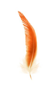 Beyaz arkaplanda izole edilmiş güzel renk tüyü