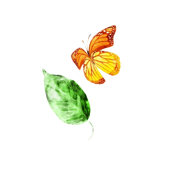 Watercolor Leaf Butterfly White Background — Stock Photo, Image