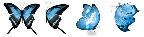 Color Mariposas Naturales Acuarela Aisladas Sobre Fondo Blanco —  Fotos de Stock