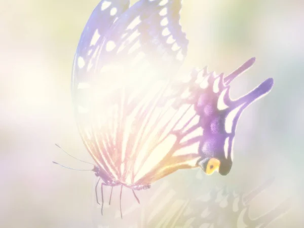 Přírodní Pozadí Přírodním Motýlem — Stock fotografie