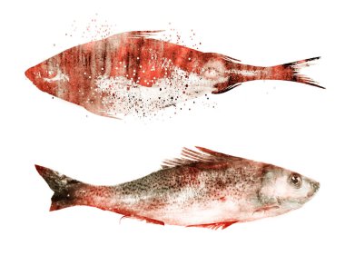 Beyaz arkaplanda suluboya balıkları