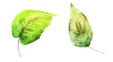 Beyaz arka planda suluboya yapraklar. Ayarla