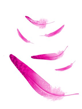 Beyaz arkaplanda izole edilmiş güzel renk tüyleri