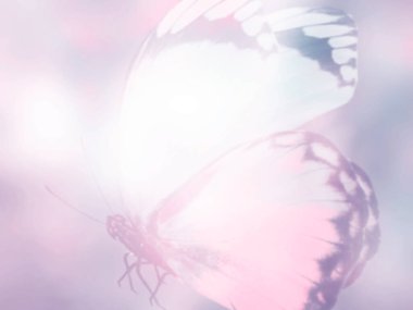 Doğal arkaplan ve doğal kelebek