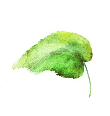 Beyaz arkaplanda suluboya yaprağı