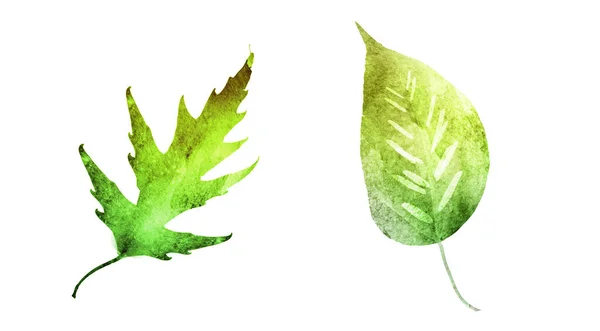 Aquarelbladeren Witte Achtergrond Reeks — Stockfoto
