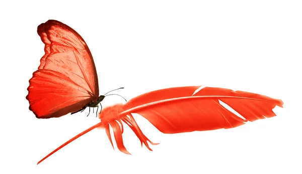 Красивый Цвет Перо Бабочка Изолированы Белом Фоне — стоковое фото