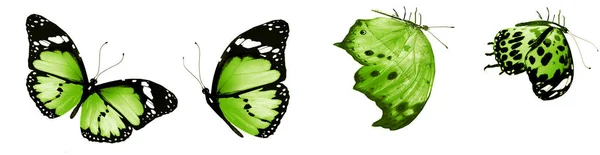 Färg Naturliga Och Akvarell Fjärilar Isolerade Vit Bakgrund — Stockfoto