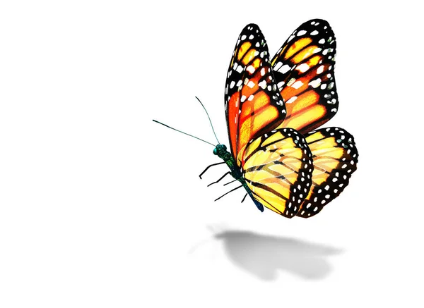 Färg Monark Fjäril Isolerad Den Vita Bakgrunden — Stockfoto