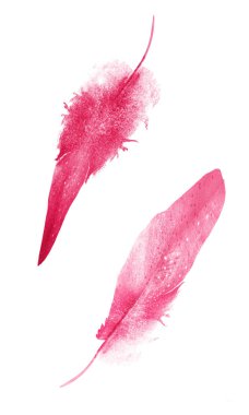 Suluboya tüyleri, beyaz arkaplanda izole