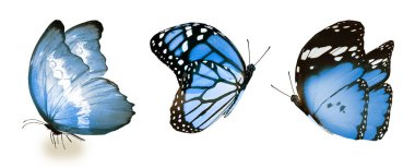 Beyaz arka planda izole edilmiş renkli kelebekler.