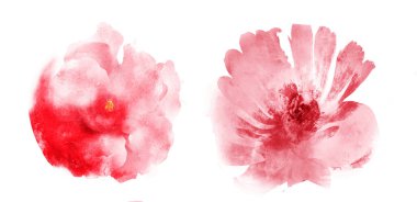 Suluboya çiçekleri, beyaz arkaplanda izole