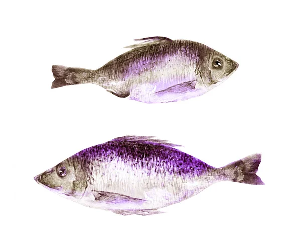Акварельные Рыбы Белом Фоне — стоковое фото