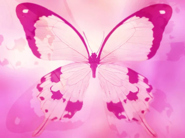 Natural Background Natural Butterfly — Stock Photo, Image