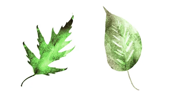 Feuilles Aquarelle Sur Fond Blanc Ensemble — Photo