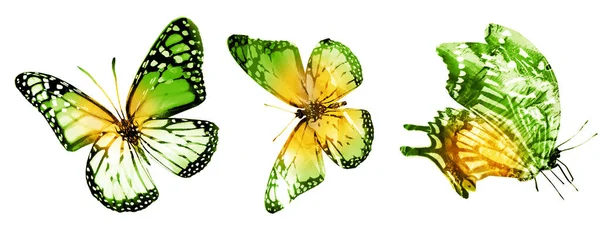 Tres Mariposas Acuarela Aisladas Sobre Fondo Blanco — Foto de Stock