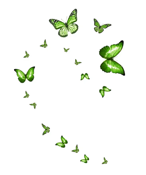 Flock Flying Butterflies Isolated White — Stock Photo, Image
