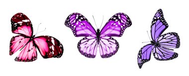 Beyaz arka planda izole edilmiş renkli kelebekler.