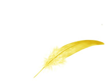 Beyaz arkaplanda izole edilmiş güzel renk tüyü