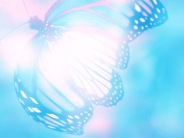 Doğal arkaplan ve doğal kelebek