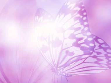 Doğal arkaplan ve doğal kelebek