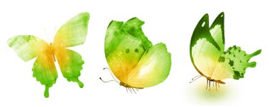 Beyaz arka planda üç suluboya kelebek.